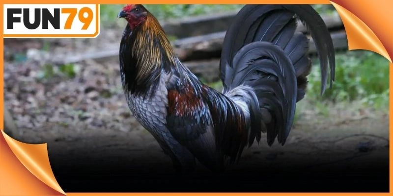 Tâm lý tự tin không hề kiêng dè trước bất kỳ đối thủ to lớn nào