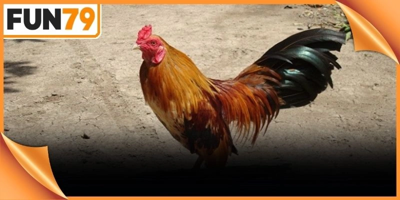Cách nhận biết gà đá hay tạo nên thế đứng uy phong cho tân binh