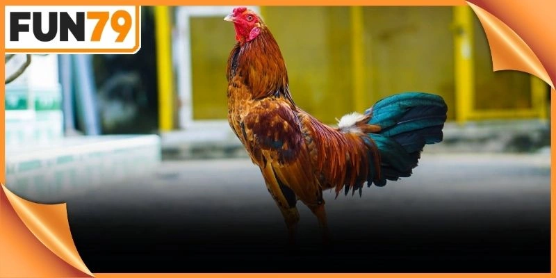 Cơ đùi phát triển mạnh mẽ giúp chiến kê tung ra những cú đá sấm sét