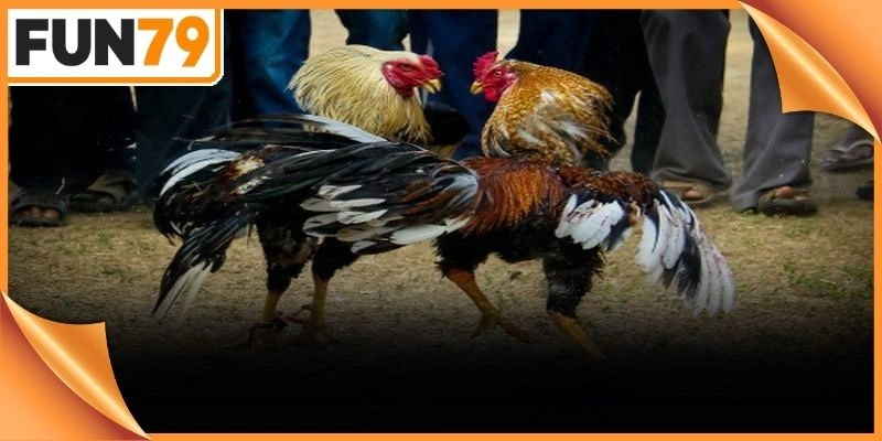 Trận đấu đá gà Philippines diễn ra hiển thị đầy đủ trên màn hình chính