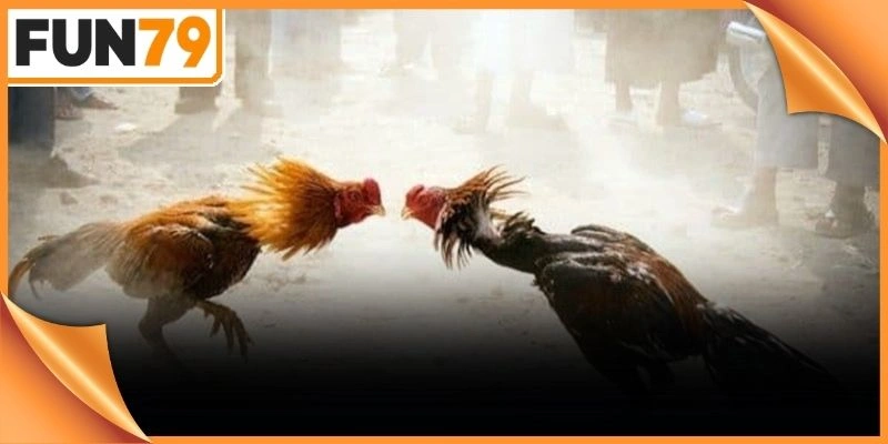 Đá gà trực tiếp Thomo
