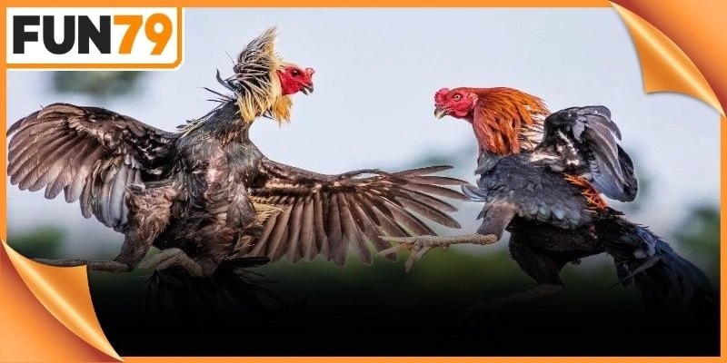 Biểu tượng màu đỏ đại diện cho những chú chiến kê thuộc bên sới nhà cái