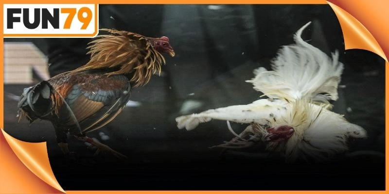 Nâng cao tỷ lệ thắng bằng cách tích lũy bí quyết đá gà trực tiếp Thomo