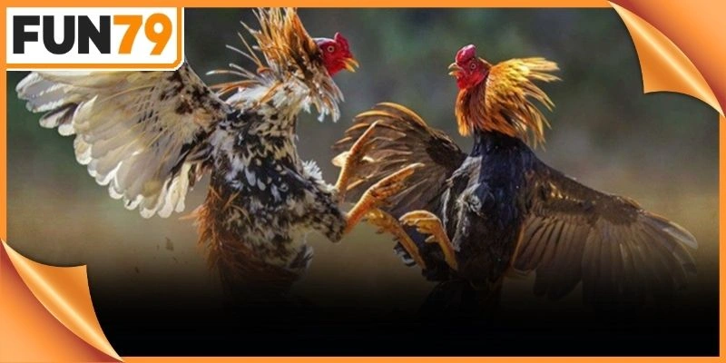 Đấu trường cá cược trực tuyến sở hữu quy mô tổ chức vô cùng chuyên nghiệp